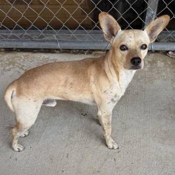 Dixon -  Chihuahua Dog for Adoption in Birmingham, Alabama - Dixon | PetCurious