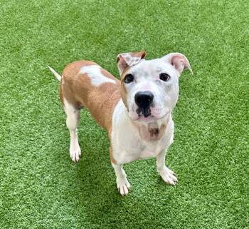 Pit Bull Terrier Dogs Available for Adoption in Burlingame, California - Sonnet | PetCurious