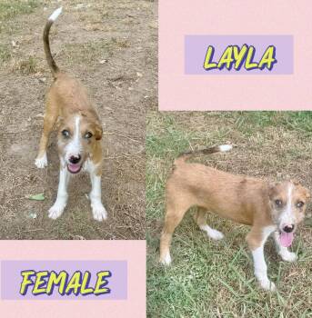 Layla -  Wirehaired Terrier Dog for Adoption in Manchester, Connecticut - Layla | PetCurious