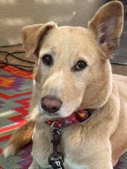 Collie and Labrador Retriever Dogs Available for Adoption in Pleasant Hill, California - Chablis | PetCurious