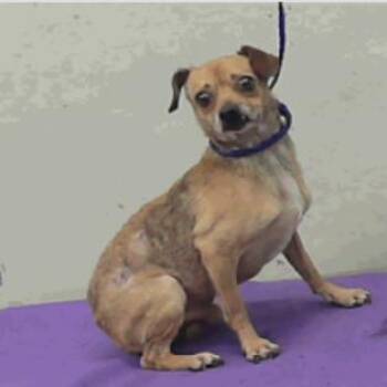 Walter -  Chihuahua Dog for Adoption in Park Row, Texas - Walter | PetCurious