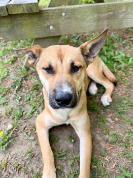 Shepherd Dogs Available for Adoption in Little Rock, Arkansas - Browny | PetCurious