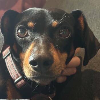 Winnie -  Dachshund Dog for Adoption in Calgary, Alberta - Winnie | PetCurious
