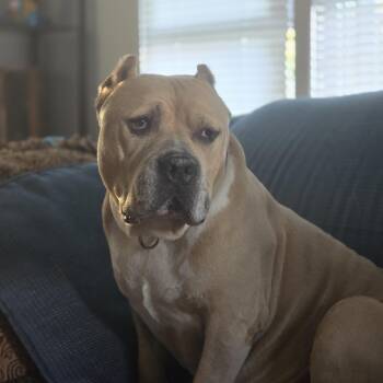 Rescue Pit Bull Terrier Dogs for Adoption in Peotone, Illinois - Wilson | PetCurious