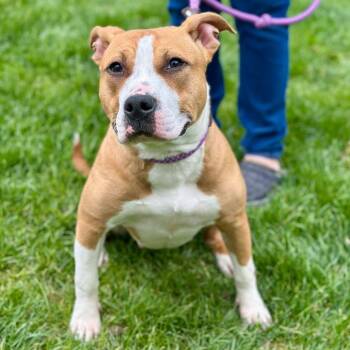 Tia -  Pit Bull Terrier and Mixed Breed Dog for Adoption in Naperville, Illinois - Tia | PetCurious