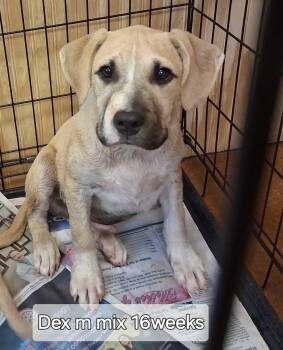 Rescue Shepherd Dogs for Adoption in Ringwood, New Jersey - Dex | PetCurious