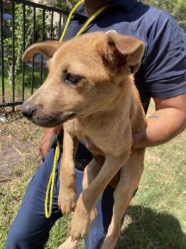 Waddles -  Labrador Retriever Dog for Adoption in Portland, Maine - Waddles | PetCurious