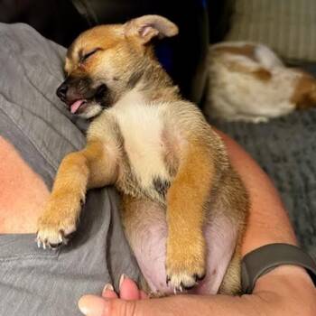 Mildred -  Mixed Breed Dog for Adoption in Madison, Wisconsin - Mildred | PetCurious