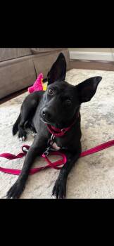 Maizy -  Labrador Retriever Dog for Adoption in Houston, Texas - Maizy | PetCurious