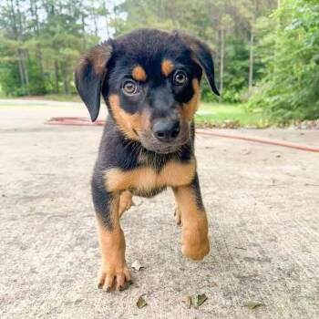 Arin Frankle -  Mixed Breed Dog Available for Adoption in Groveland, Massachusetts - Arin Frankle | PetCurious