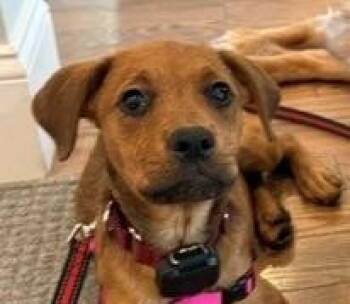 Waffles Dumpling - Local Pup -  Rottweiler Dog for Adoption in Andover, Massachusetts - Waffles Dumpling - Local Pup | PetCurious