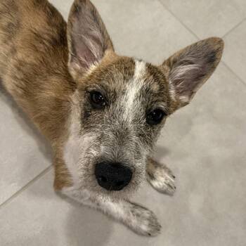 Dagwood -  Terrier and Mixed Breed Dog for Adoption in Boerne, Texas - Dagwood | PetCurious