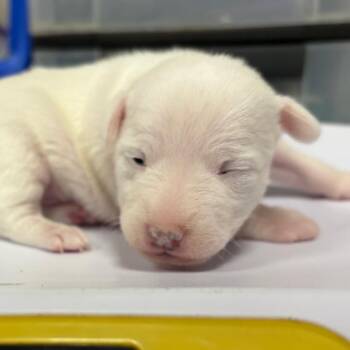 Jack Russell Terrier Dogs Available for Adoption in Yuma, Arizona - Selena | PetCurious