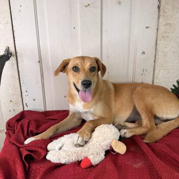 Honey Pot -  Golden Retriever and Cattle Dog Dog for Adoption in Atlanta, Texas - Honey Pot | PetCurious