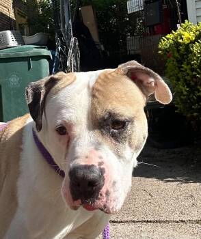 Enoch: Adopt or Forever Foster -  Pit Bull Terrier Dog for Adoption in Rochester, New York - Enoch: Adopt Or Forever Foster | PetCurious