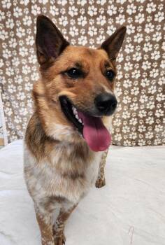 Jock -  Australian Cattle Dog Blue Heeler and Shiba Inu Dog for Adoption in Benld, Illinois - Jock | PetCurious