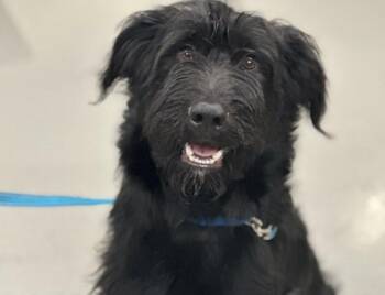 Bingo -  Labradoodle Dog for Adoption in Brewster, New York - Bingo | PetCurious