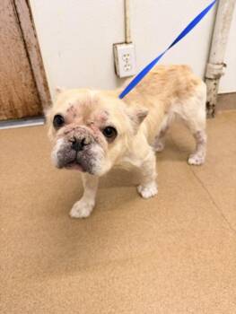 French Bulldog Dogs Available for Adoption in Hayward, California - DUTCHESS | PetCurious