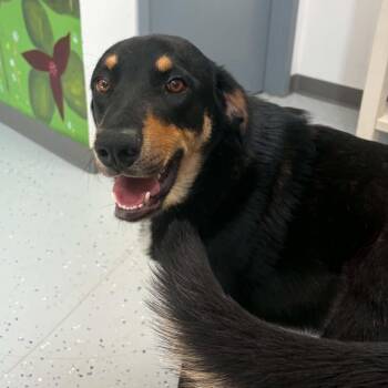 Gambit -  Coonhound and Collie Dog for Adoption in Marion, Virginia - Gambit | PetCurious