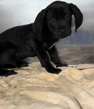 Labrador Retriever and Great Dane Dogs Available for Adoption in Labelle, Florida - Antonio | PetCurious