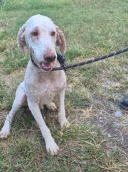 Yoshi -  Standard Poodle Dog for Adoption in Morristown, Tennessee - Yoshi | PetCurious