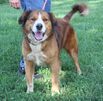 Kujo (Photos June 16th 2026) -  Collie and Shepherd Dog for Adoption in Marietta, Ohio - Kujo (Photos June 16th 2026) | PetCurious