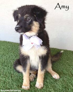 Amy -  Australian Shepherd Dog Available for Adoption in San Diego, California - Amy | PetCurious