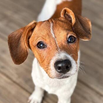 Josh -  Chihuahua and Jack Russell Terrier Dog for Adoption in Richmond, Virginia - Josh | PetCurious