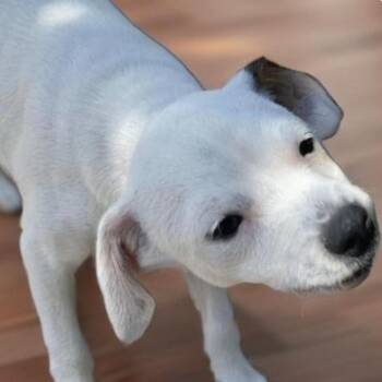 Rescue Chihuahua and Jack Russell Terrier Dogs for Adoption in Seal Beach, California - APPLE | PetCurious
