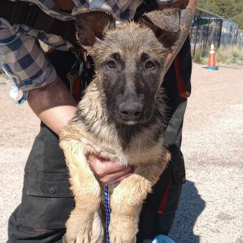Ruthie -  Dutch Shepherd and Belgian Shepherd Malinois Dog for Adoption in San Luis, Colorado - Ruthie | PetCurious