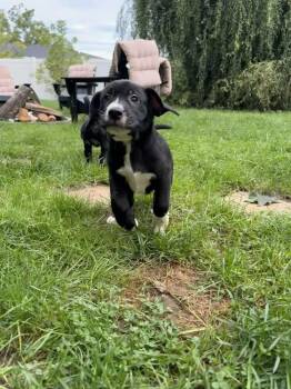 Snap -  Mixed Breed Dog for Adoption in Wyoming, Michigan - Snap | PetCurious