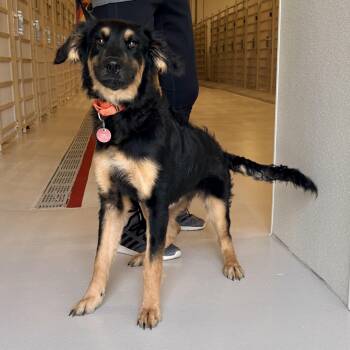 Collie Dogs Available for Adoption in Chicago, Illinois - Willow | PetCurious