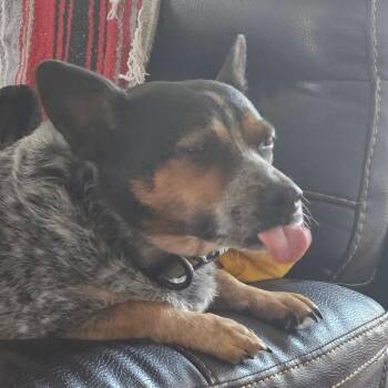 *Courtesy Listing - Hyde -  Dachshund and Border Collie Dog for Adoption in Tuscaloosa, Alabama - *Courtesy Listing - Hyde | PetCurious
