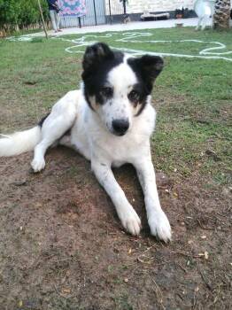PANDA -  Border Collie and Mixed Breed Dog for Adoption in New York, New York - PANDA | PetCurious