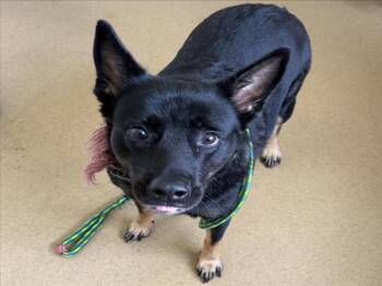 BELLA -  Australian Cattle Dog Blue Heeler and German Shepherd Dog Dog for Adoption in Derwood, Maryland - BELLA | PetCurious