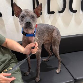 Blue -  Xoloitzcuintli Mexican Hairless Dog for Adoption in Los Angeles, California - Blue | PetCurious