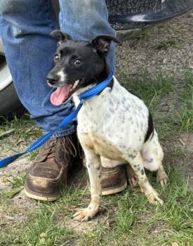 Rescue Rat Terrier Dogs for Adoption in Troy, Alabama - Vanessa | PetCurious