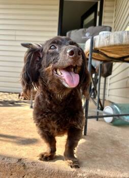 Mocha -  Dachshund Dog for Adoption in Shawnee, Oklahoma - Mocha | PetCurious