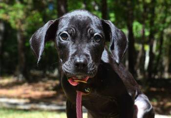 Egypt -  Pit Bull Terrier and Labrador Retriever Dog for Adoption in Willingboro, New Jersey - Egypt | PetCurious