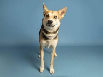 TAZ -  Husky Dog for Adoption in Phoenix, Arizona - TAZ | PetCurious