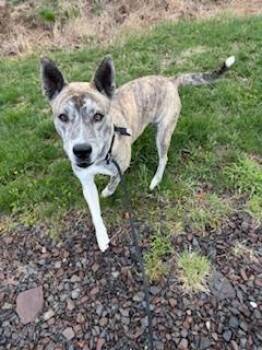 Rescue Husky Dogs for Adoption in Chalfont, Pennsylvania - Dakota | PetCurious