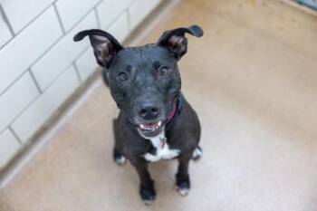 Bella -  Pit Bull Terrier and Mixed Breed Dog for Adoption in Golden Valley, Minnesota - Bella | PetCurious