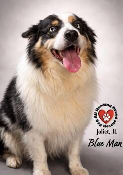 Australian Shepherd Dogs Available for Adoption in Joliet, Illinois - Blu Man | PetCurious