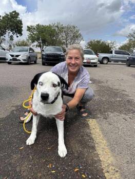 Finn -  Labrador Retriever and Husky Dog for Adoption in Estes Park, Colorado - Finn | PetCurious