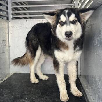 Ice King -  Husky and Mixed Breed Dog for Adoption in Edinburg, Texas - Ice King | PetCurious