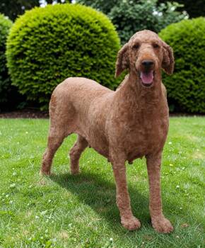 Daisy -  Standard Poodle Dog for Adoption in Pulaski, Tennessee - Daisy | PetCurious