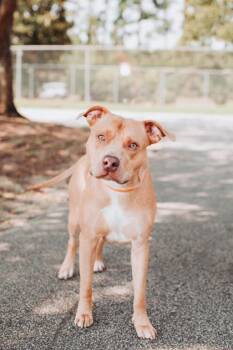 08230B Brutus -  American Staffordshire Terrier and Mixed Breed Dog for Adoption in North Charleston, South Carolina - 08230B Brutus | PetCurious