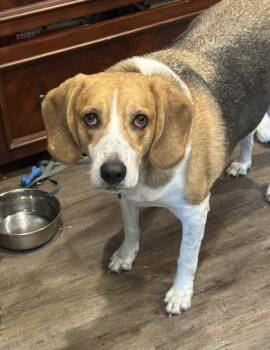Beagle and Mixed Breed Dogs Available for Adoption in Palm Coast, Florida - Howie | PetCurious