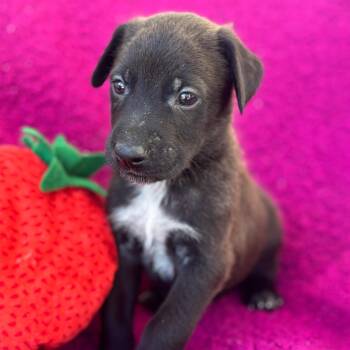 Labrador Retriever and Shepherd Dogs Available for Adoption in San Diego, California - Anthem Pup - Gallantly | PetCurious