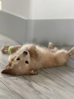 Maltese and Chihuahua Dogs Available for Adoption - Nico | PetCurious